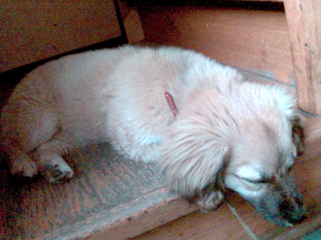daisy... de ven 3